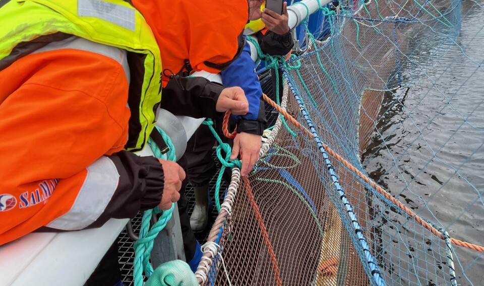Her studeres HDPE-nøter med kobber innbakt i fibrene på en av SalMars Lokaliteter. Selskapet har nå kjøpt over 150 stk av denne nottypen.