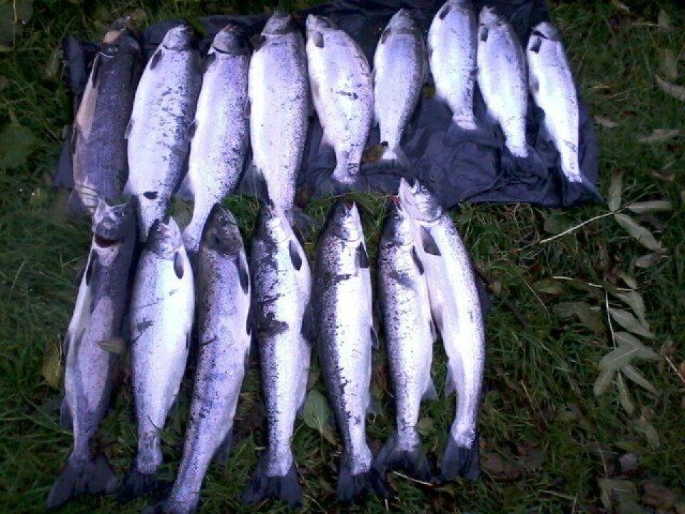 Rømt fisk. Illustrasjonsfoto: Fiskeridirektoratet.