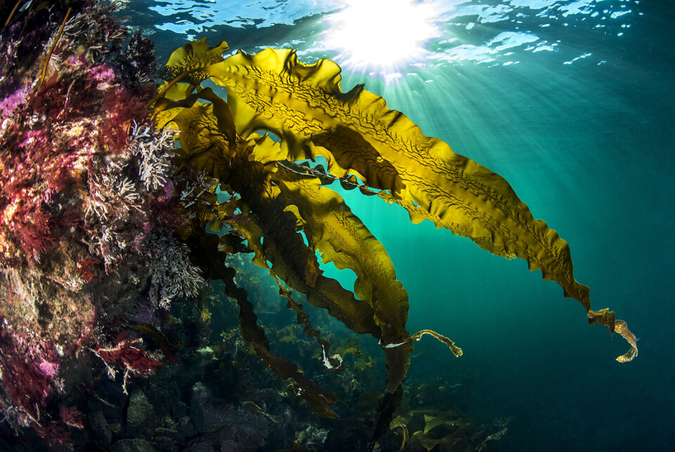 Det er store forskjeller hva de ulike tare-artene inneholder av uønskede stoffer.