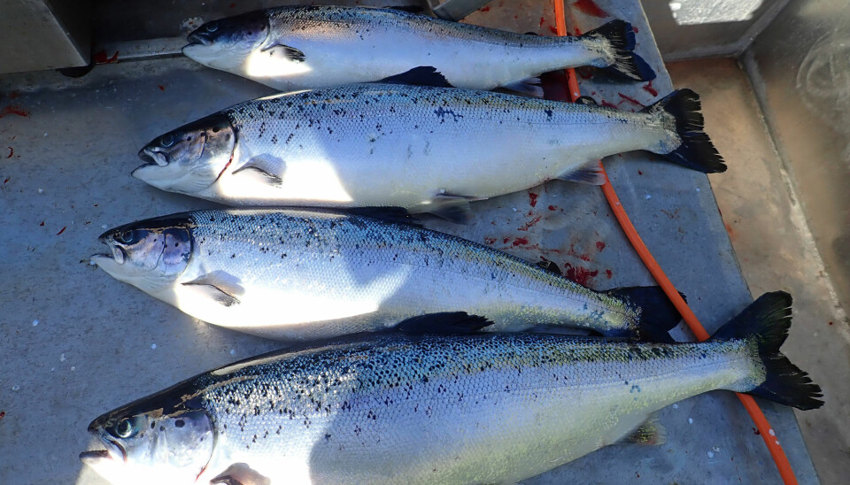 Illustrasjonsfoto: Triploid laks som har blitt avlivet i forbindelse med at det er tatt prøver av de.