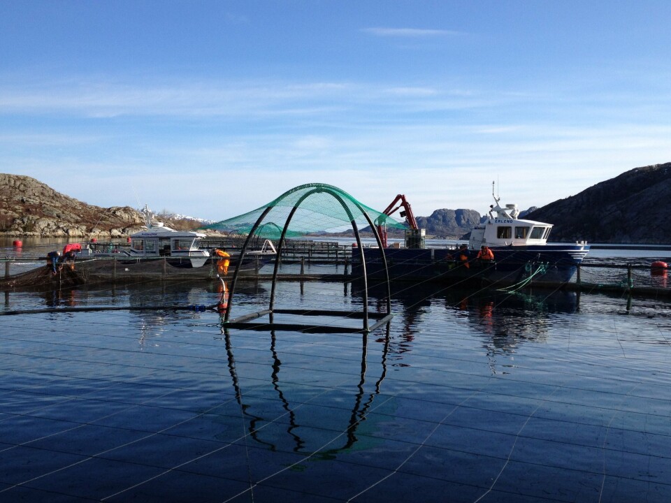 Illustrasjonsfoto fra en SalmoNor-lokalitet. Foto: SalmoNor