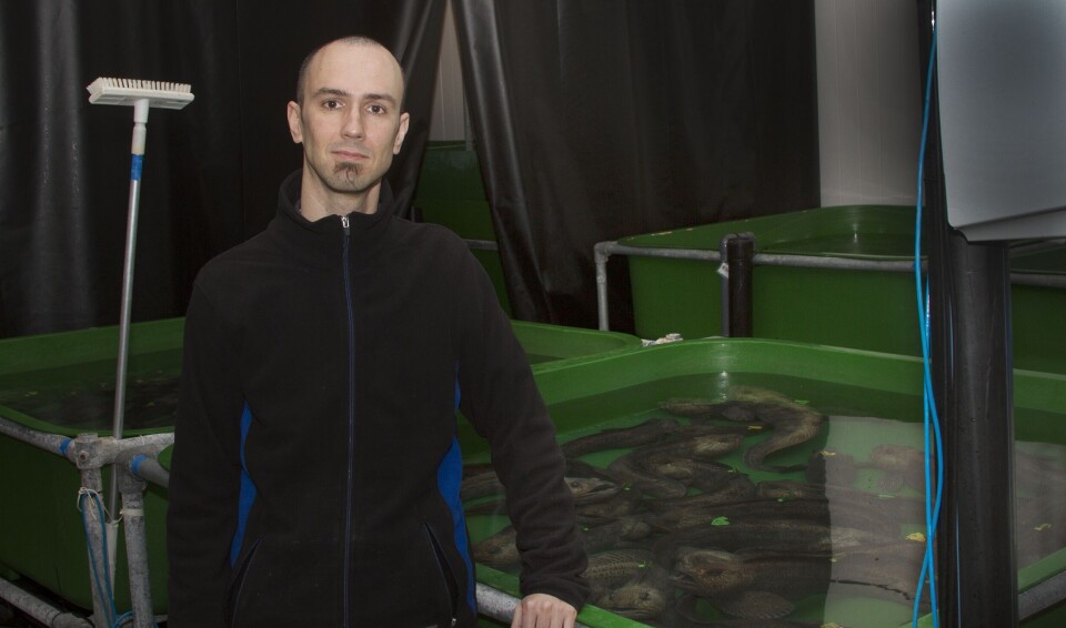 Postdoktor Jose Beirao Dos Santos vokter stamfisken i karene på Mørkvedbukta forskningstasjon. Foto: Svein-Arnt Eriksen