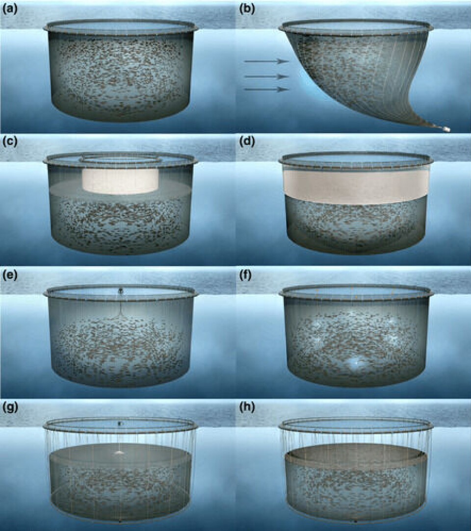 Bilde hentet fra: (Bui et al., 2017) der snorkelmerden er bilde C. Klikk for større bilde. Bilde hentet fra: (Bui et al., 2017) der snorkelmerden er bilde C. Klikk for større bilde.