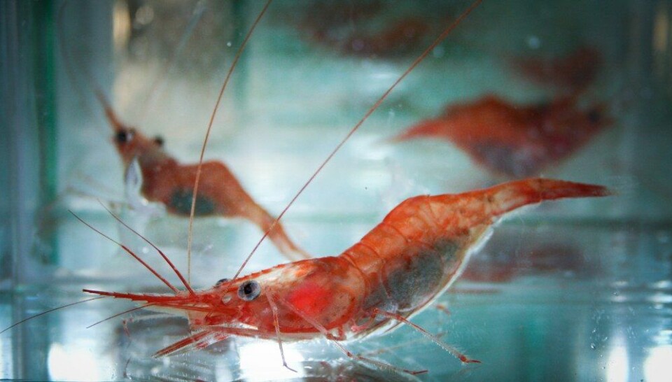 Det er ikke mulig å fastslå at de negative effektene på reker vil være de samme ute i naturen som under våre eksperiment med hydrogenperoksid i laboratoriet, melder IRIS. Foto: IRIS. Det er ikke mulig å fastslå at de negative effektene på reker vil være de samme ute i naturen som under våre eksperiment med hydrogenperoksid i laboratoriet, melder IRIS. Foto: IRIS.