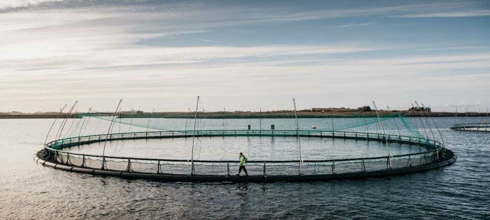 Warmer water impacts Grieg Seafood's Q3 salmon harvest