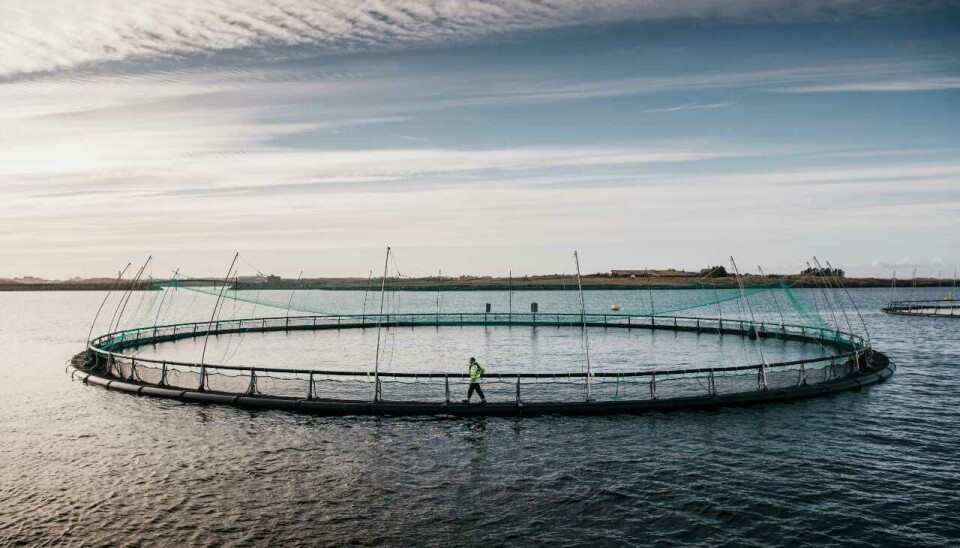 Illustrasjonsbilde fra en av Grieg Seafoods lokaliteter i Rogaland, som blir bedriftens hjørnestein fremover.