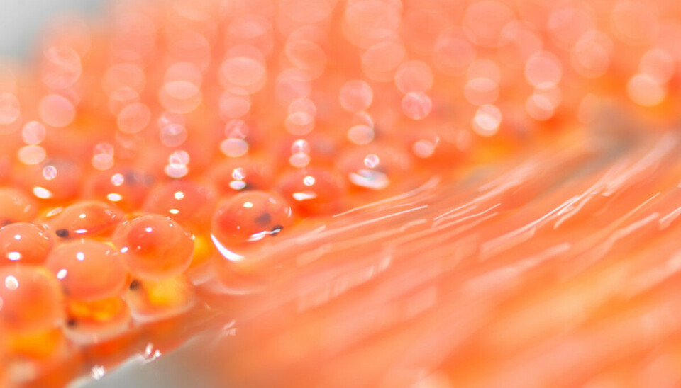 Illustrasjonsfoto: Benchmark rogn. Illustrasjonsfoto: Benchmark rogn.