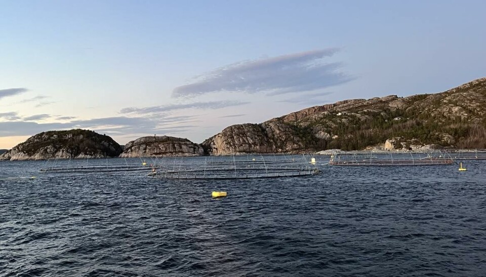 Helene R. Langehaug, forsker ved Nansensenteret og Bjerknessenteret, advarer om at marine hetebølger kan skape store utfordringer for havbruksnæringen også denne sommeren.