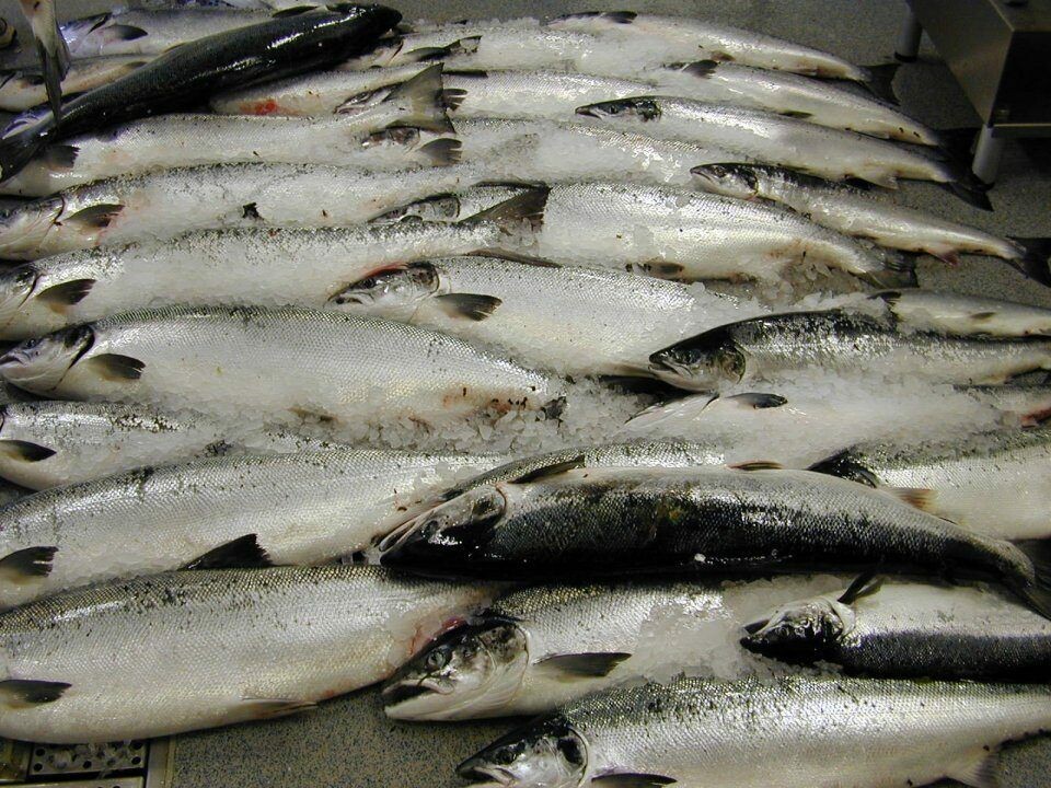 Flere hundre kasser med fisk ligger å flyter i veibanen sør for Bergen etter en trailer kom utenfor veibanen. Illustrasjonsfoto.