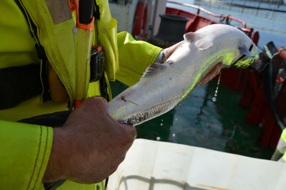 Fridtjof Nansens Institutt har undersøkt PO 3,4,5 og 7, og sett på hvordan strengere lusegrenser har påvirket villaksen. Foto: Fishency Innovation Fridtjof Nansens Institutt har undersøkt PO 3,4,5 og 7, og sett på hvordan strengere lusegrenser har påvirket villaksen. Foto: Fishency Innovation