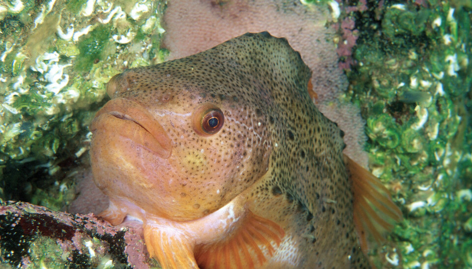 Hannfisken kalles rognkall. En av oppgavene hans er å passe på eggene.