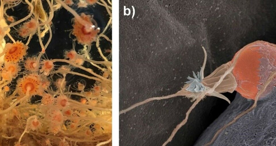 Figur 1: Fjæreblomst. A. Tett påvekst av hydroiden Ectopleura larynx på not (Foto: N. Bloecher, SINTEF); B. Elektronmikroskopisk bilder av en frigjort neslecelle
av E. larynx