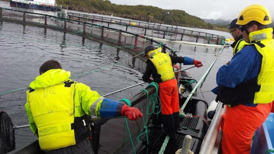 Ansatte i Egil Kristoffersen & Sønner på merdkanten. Foto: Egil Kristoffersen & Sønner.