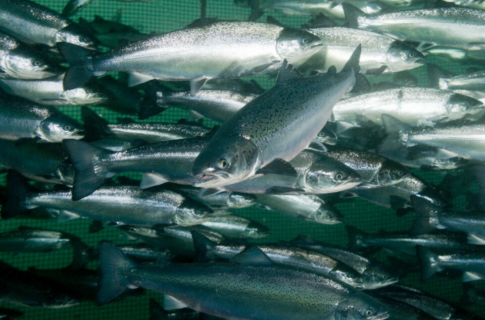 Foto tatt av Rudolf Svensen hos norsk lakseoppdretter. Atlantic salmon (Salmo salar). Fri ikke-kommersiell bruk for DVA (Se tekstfil for mer info).