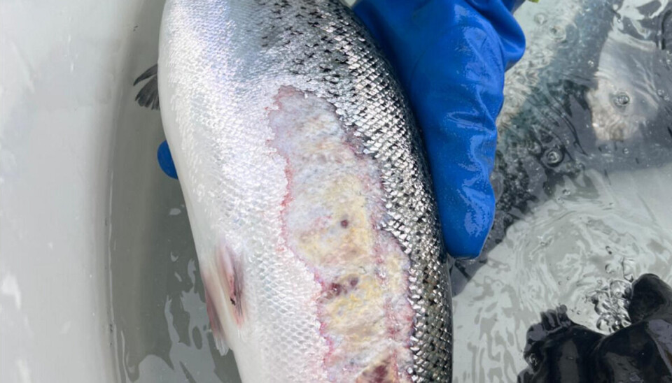 Et vintersår dekker store deler av denne fisken, som ble funnet under aksjonen med Kystvakten. Et vintersår dekker store deler av denne fisken, som ble funnet under aksjonen med Kystvakten.