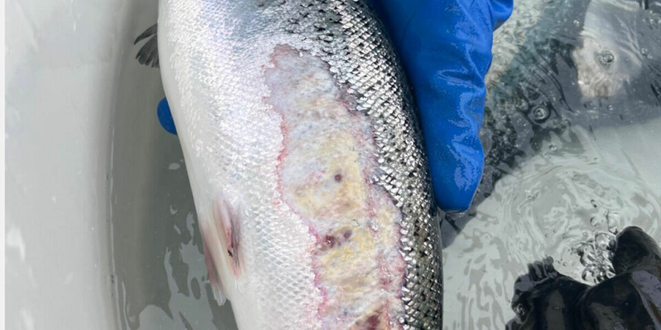Et vintersår dekker store deler av denne fisken, som ble funnet under aksjonen med Kystvakten.