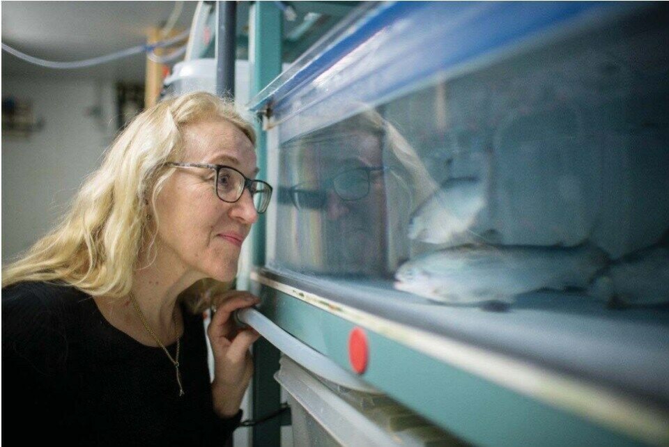 Brit Hjeltnes er Fagdirektør ved Veterinærinstituttet og redaktør av Fiskehelserapporten. Foto: Eivind Senneset. Brit Hjeltnes er Fagdirektør ved Veterinærinstituttet og redaktør av Fiskehelserapporten. Foto: Eivind Senneset.