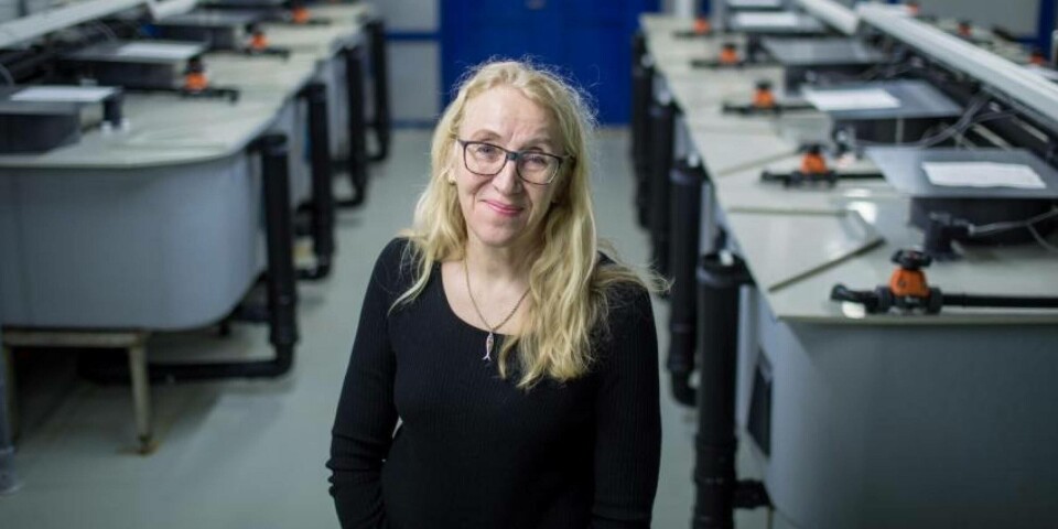 Brit Hjeltnes, som er fagdirektør for fiskehelse ved Veterinærinstituttet sier hun er bekymret for mer enn bare en fiskesykdom. Foto: Eivind Senneset.