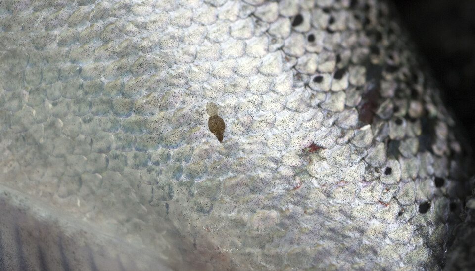 Lakselus på atlantisk laks. Nå vil forskere se nærmere på hvordan de kan bruke CRISPR og genredigering for å gjøre laksen motstandsdyktig mot lakselusen.