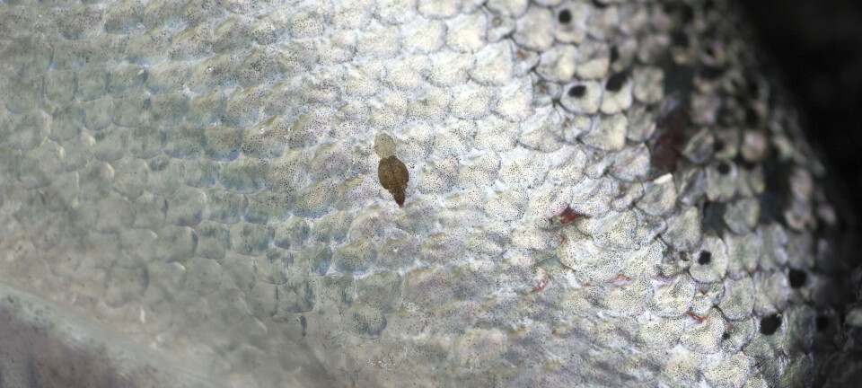 Vil ta knekken på lakselus med CRISPR