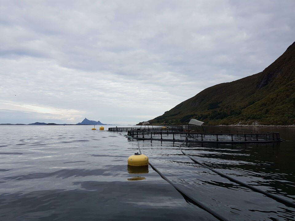 Lokaliteten Olvika har gitt gode resultater for Kvarøy. Foto: Kvarøy Fiskeoppdrett.