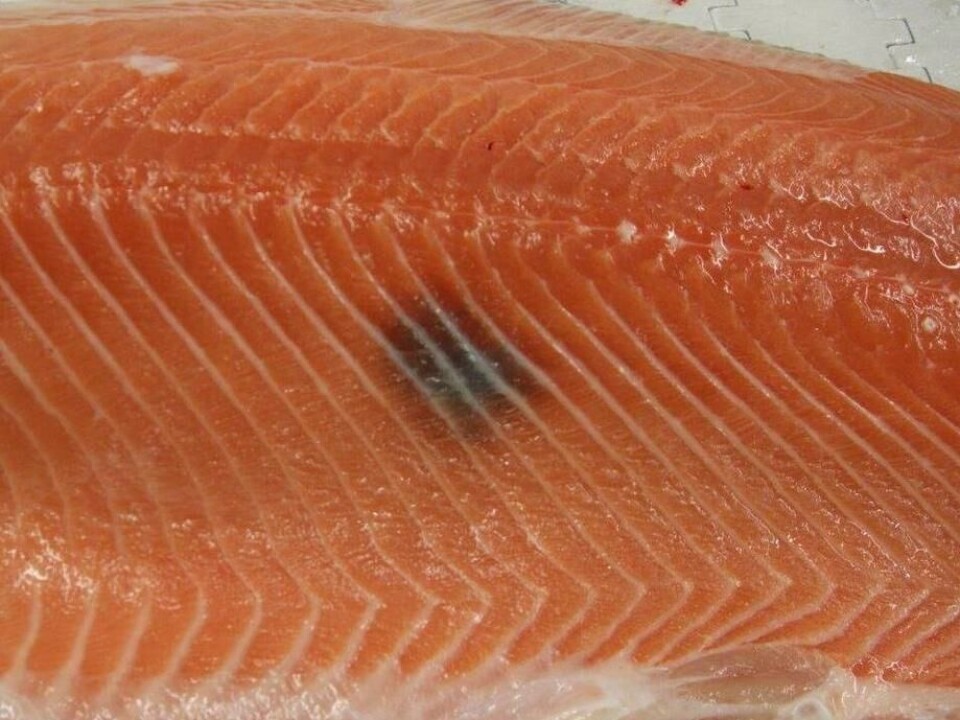 Det er deilig å være norsk i Danmark, med mindre du er produksjonsfisk. Melaninfeil som dette gjør at fisken regnes som produksjonsfisk. Foto: Nofima