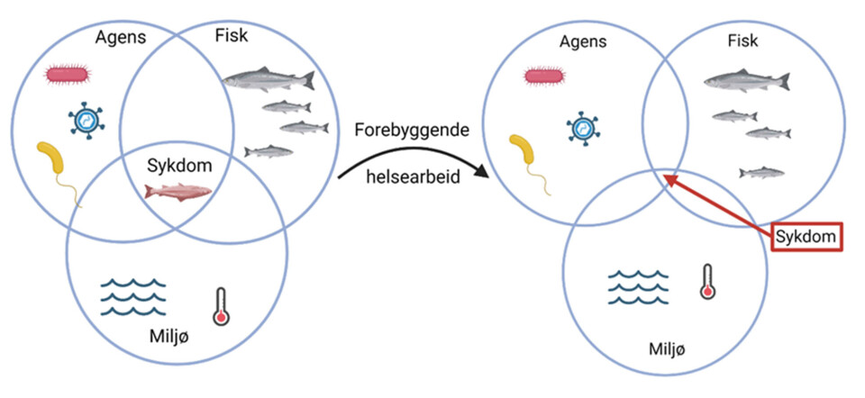 Figur 1: Utvikling av sykdom er ofte et resultat av samspillet mellom agens, fisk og miljø. En kan lykkes med å forebygge sykdom om en klarer å hindre kontakt mellom agens og fisk (god biosikkerhet), har en robust fisk og optimale miljøforhold. Figur 1: Utvikling av sykdom er ofte et resultat av samspillet mellom agens, fisk og miljø. En kan lykkes med å forebygge sykdom om en klarer å hindre kontakt mellom agens og fisk (god biosikkerhet), har en robust fisk og optimale miljøforhold.