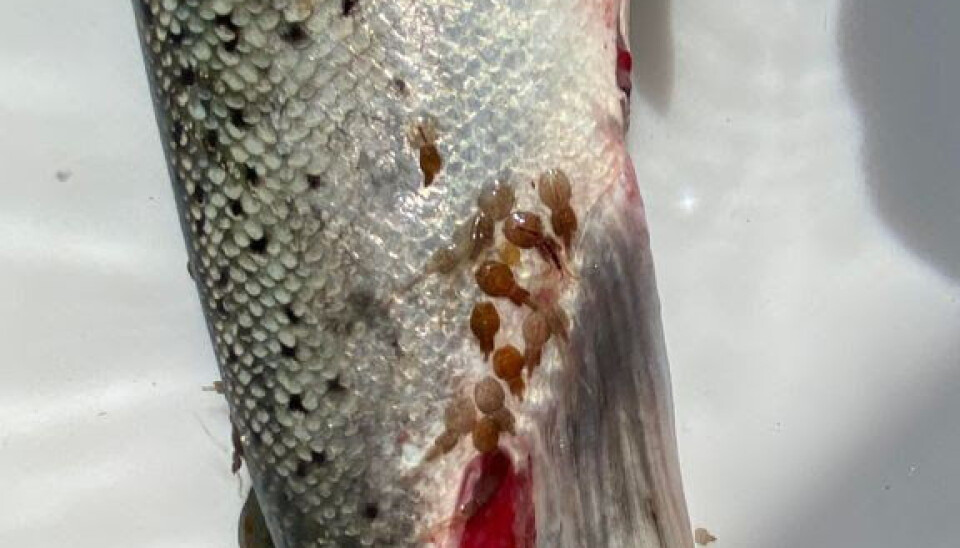 Sjøørret med lus og skader fra lus fanget i ruse ved Herdla mai 2023.