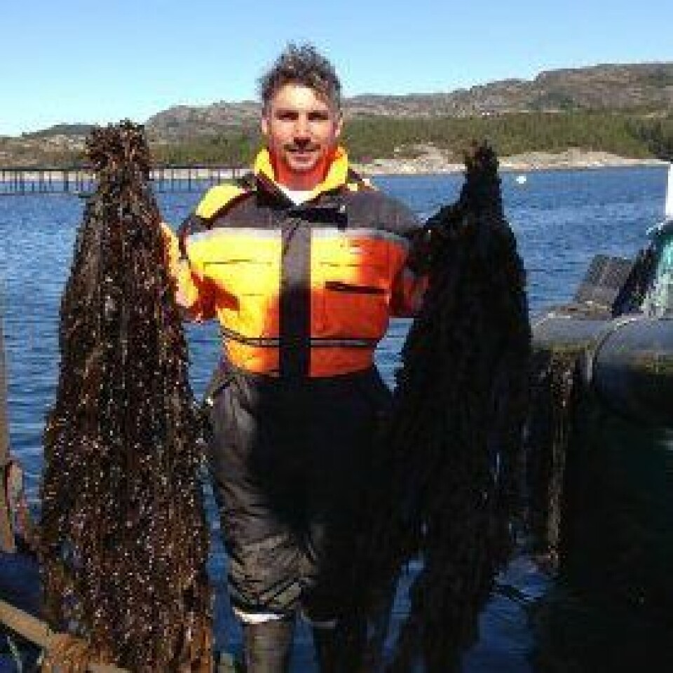 Edvin Andre viser frem tare. Foto: Privat/linkedin. Edvin Andre viser frem tare. Foto: Privat/linkedin.
