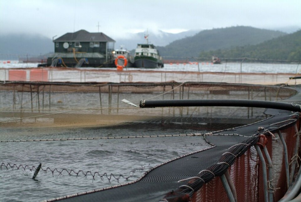 Oppdrettsanlegg i Chile. Foto: Daniella Balin.
