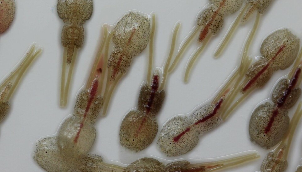 Ferskvassbadbehandling har den største avlusingseffekten, men også den metoden bør brukast med omhu.