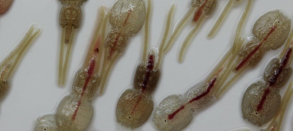 Meiner dette er den mest effektive lusebehandlinga