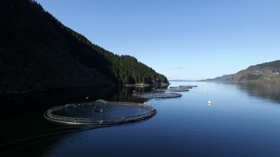 Lokaliteten Dyvika ligg på sørsida av Førdefjorden vis-a-vis Vevring og like utanfor grensa til den nasjonale laksefjorden. Foto: Flokenes Fiskefarm.