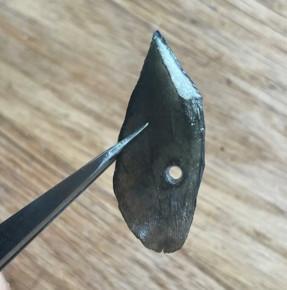 Fettfinnen til laksen er ikke et ubetydelig vedheng, men inneholder både bindevev og nerveceller. Fettfinnen på bildet er benyttet til genetisk sporing og ble tatt etter at laksen var avlivet. I de fleste tilfeller benytter Sporbarhet skjellprøver i sine analyser.