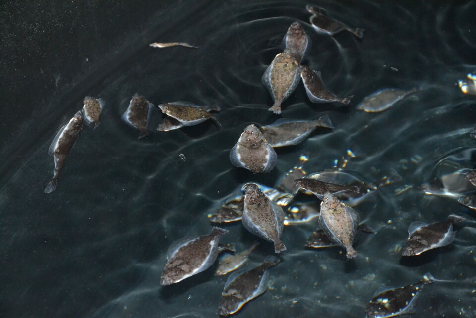 Kveiteyngel svømmer i Havforskningens lokaler på Austevoll. Foto: Magnus Petersen