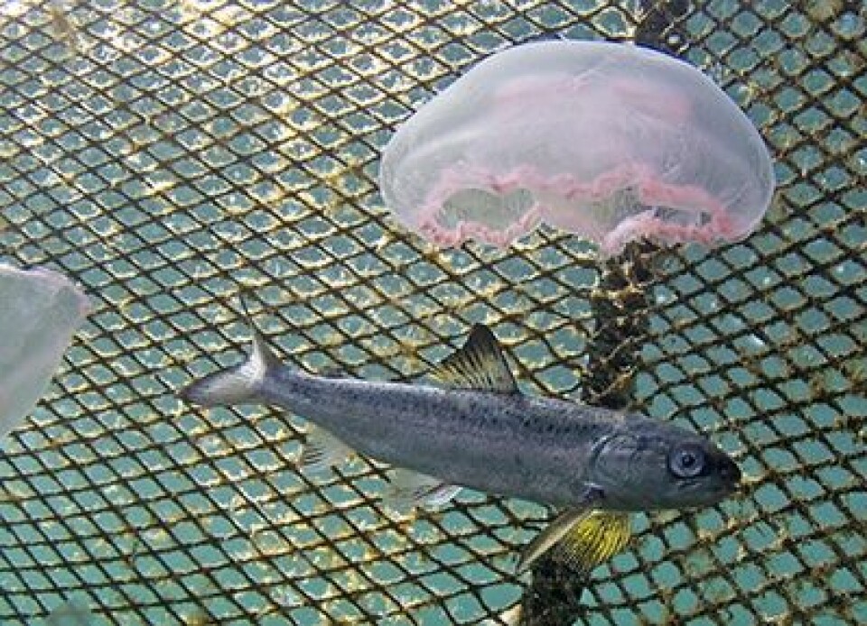Bildet viser en laksesmolt fanget idet den vandrer ut fjordene ved Herdla. Smoltstadiet er en fase av laksens livssyklus hvor den er sårbar for angrep av lakselus. Smolten på bildet har klart seg godt, og er uten lakselus. Foto: Bjørn Barlaup, Uni Research