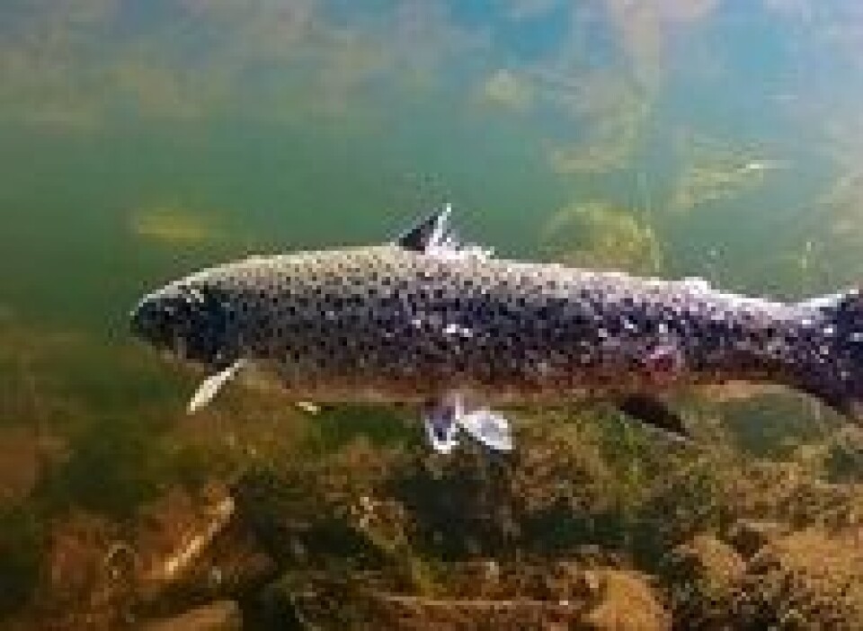 'I skyggen av laksen' viste klipp av sjøørret med nærmere hundre lus. Foto: NRK skjermdump