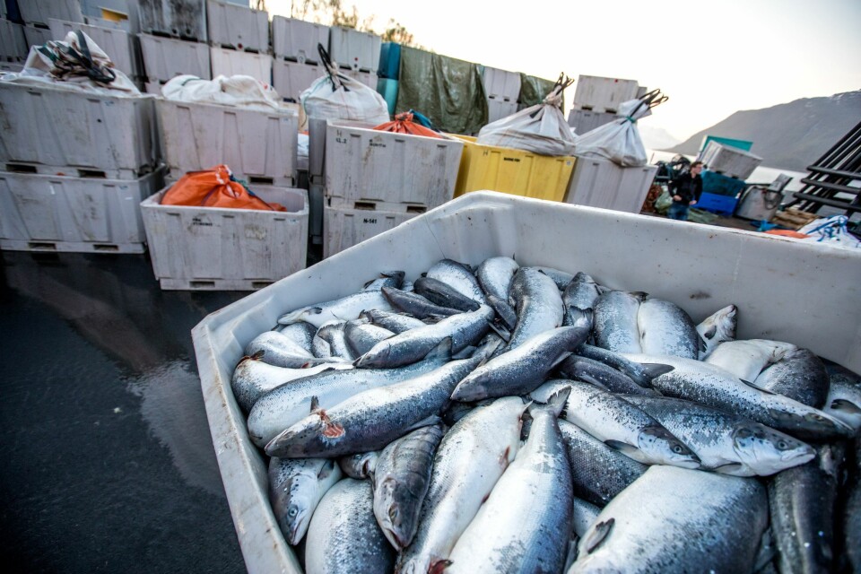 Store mengder oppdrettslaks blir nå kassert i de algerammede områdene i Nordland og Troms. Foto: Michael Ulriksen/Havforskningsinstituttet