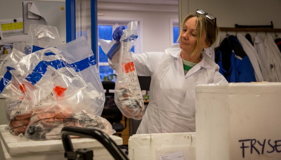 Hver dag får HIs prøvemottak inn sjømat som skal analyserest for næringsstoff og fremmedstoff. Her tar ingeniør Aina Bruvik imot prøver av oppdrettslaks.