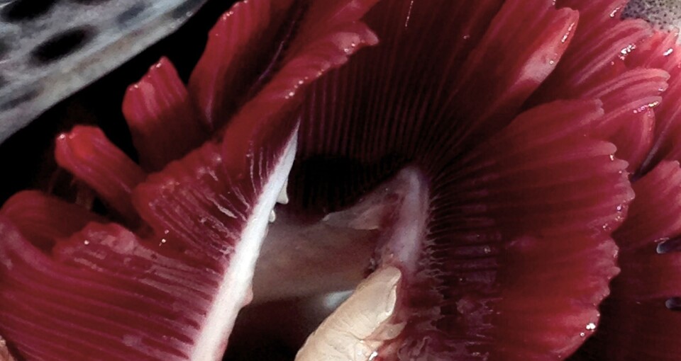 Gjellesykdom er en stor utfordring i oppdrettsnæringen. På gjellehelsekonferansen i oktober prøver man å få frem og dele kunnskap som kan bidra til å redusere problemet.