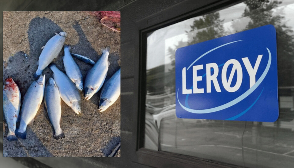 Fiskeridirektoratet har de siste dagene mottatt tips om fangst av regnbueørret fra oppdrett i Bjørnafjorden og i Øygarden. Etter funn av hull på en Lerøy not antas dette å være rømmingskilden.