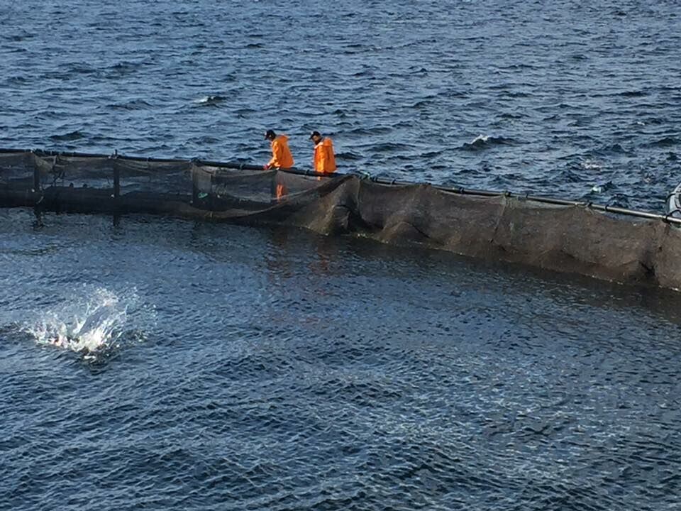 Wilsgård Fiskeoppdrett i Torsken. Foto: Wilsgård Fiskeoppdrett/Facebook. Wilsgård Fiskeoppdrett i Torsken. Foto: Wilsgård Fiskeoppdrett/Facebook.