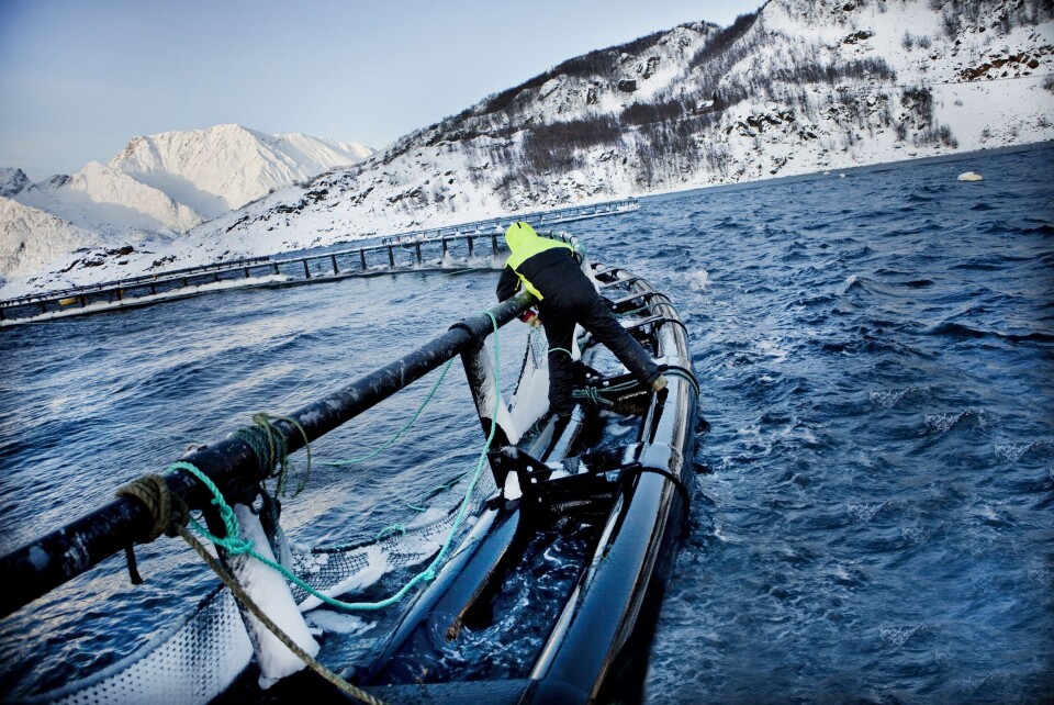 Illustrasjonsfoto fra oppdrettsanlegg i Finnmark. Foto: Grieg Finnmark. Illustrasjonsfoto fra oppdrettsanlegg i Finnmark. Foto: Grieg Finnmark.