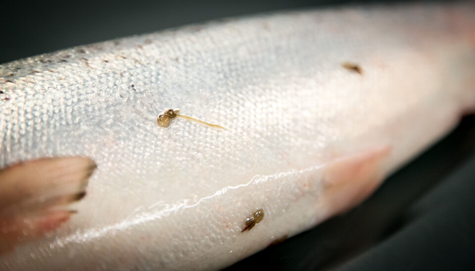 Det er ikke kjempestore forskjeller mellom metodene i hvor mye lus de klarer å få bort.