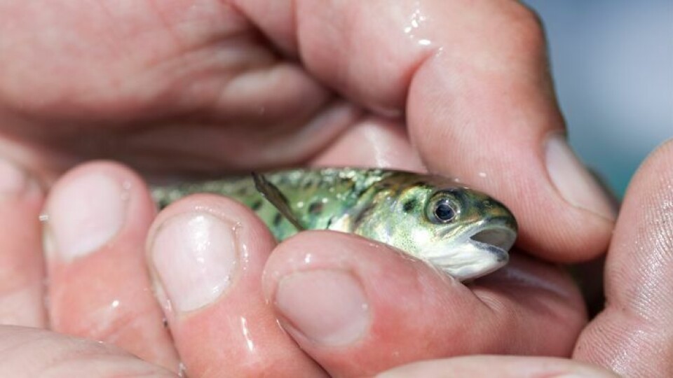 Smolt settefisk