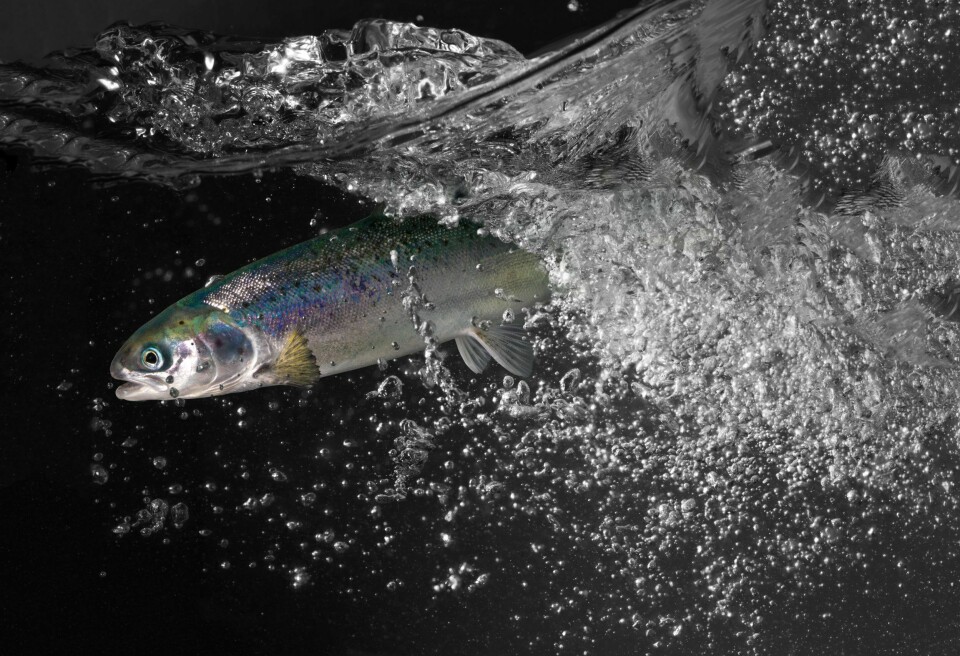 Smoltprodusenten Biofish har siden 2018 levert ca. fem million er smoltfra 100 til 550 gram. Foto: Biofish