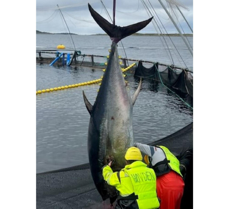 Makrellstørje i merd hos Steinvik Fiskefarm.