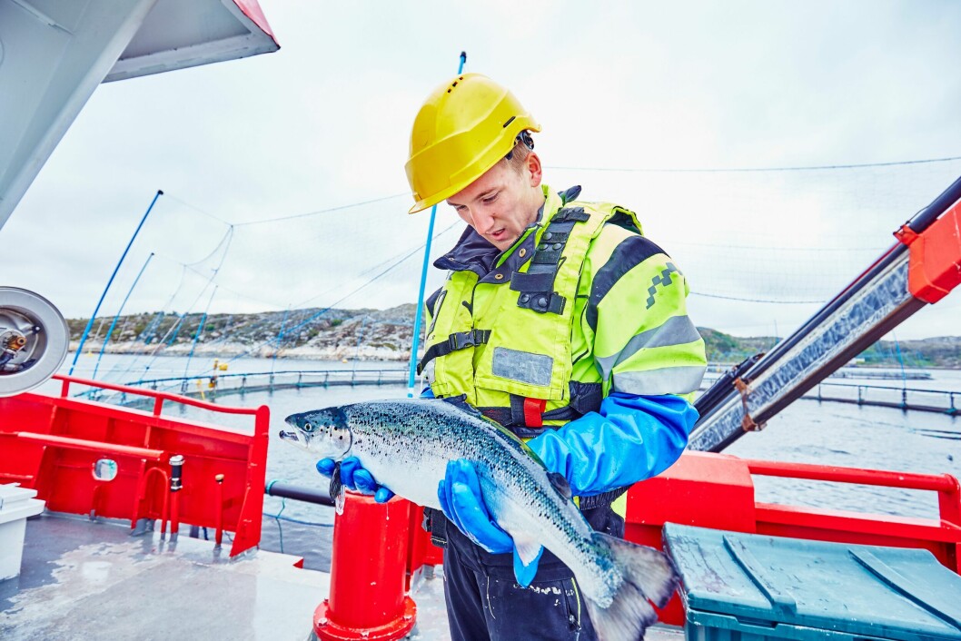 Røkter Sindre Nordskag utfører lusetelling ved lokalitet Espnestaren for Måsøval Fiskeoppdrett. Foto: Måsøval.