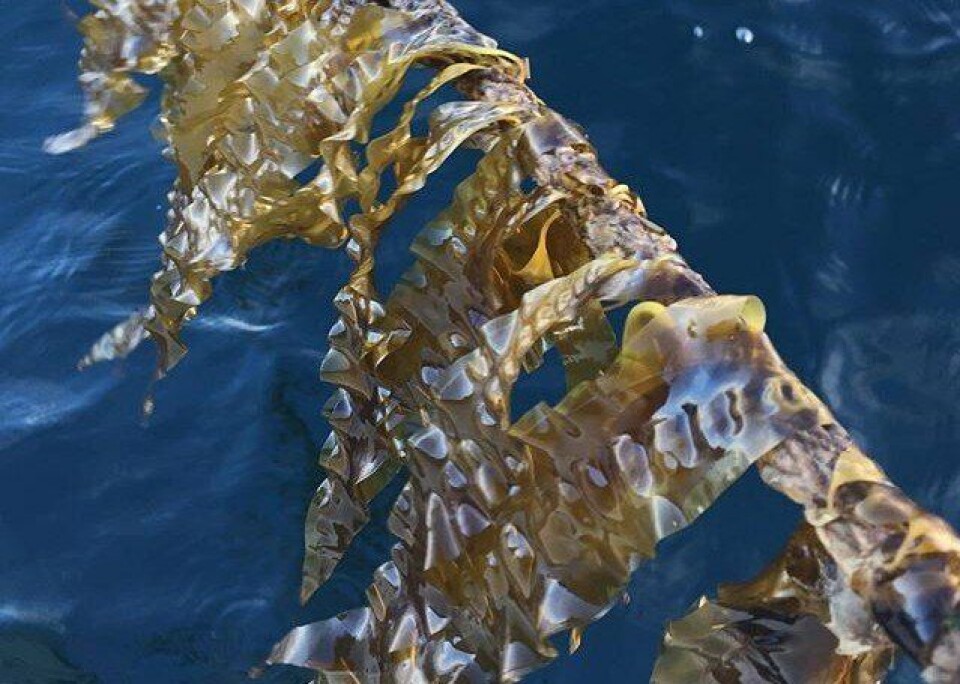 Austevoll Seaweed Farm produserer for øyeblikket sukkertare hovedsaklig til human konsum. Foto: Austevoll Seaweed Farm.