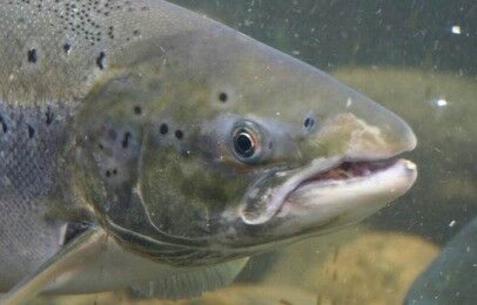 Hos villaks i sjø ble det hverken funnet SAV eller ASCV. Foto: Patogen. Hos villaks i sjø ble det hverken funnet SAV eller ASCV. Foto: Patogen.